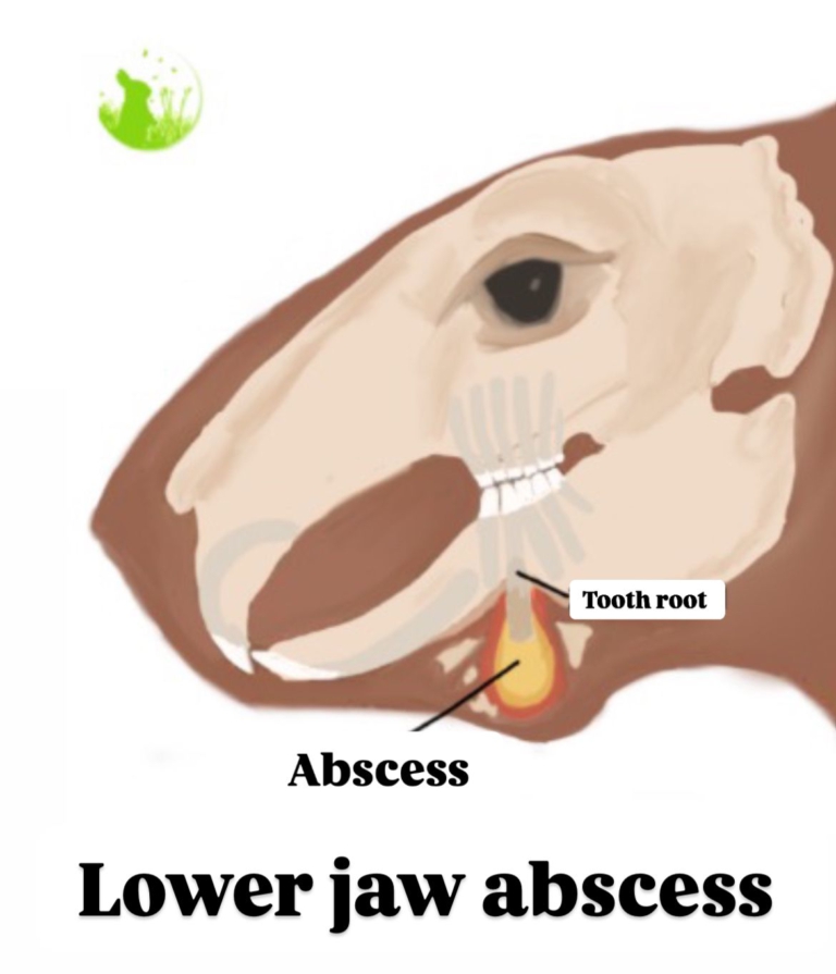 Jaw abscesses – How to rabbit