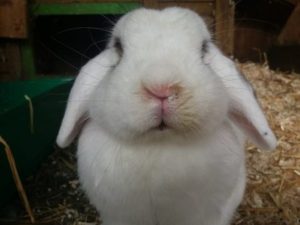 Rabbit Snuffles: Symptoms, Causes & Treatment of Respiratory Disease in ...