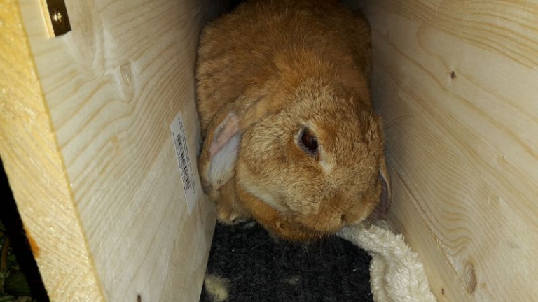 Rabbits and E. cuniculi (Encephalitozoon cuniculi) – How to rabbit