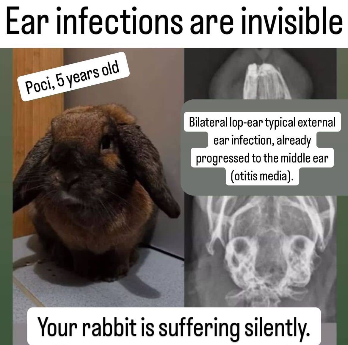Ear Infection – How to rabbit