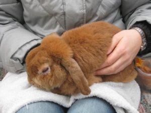 Fluffy brown rabbit being gently held on a person's lap for care and comfort.