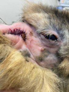 Injured rabbit receiving veterinary care, healing process after injury.