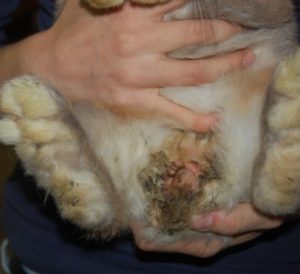 Rabbit syphilis – How to rabbit