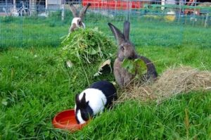 Fresh grass and hay for rabbits in outdoor enclosure.