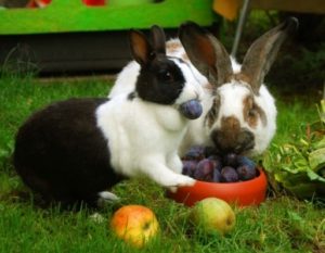 Bunnies eating fresh blueberries outdoors in a garden.