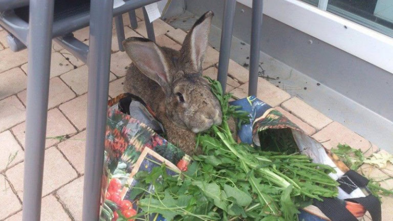 Abscesses – How to rabbit