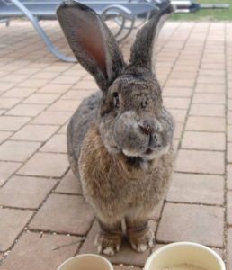 Abscesses β How to rabbit