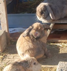 Abscesses – How to rabbit