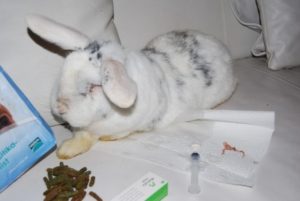 Abscesses – How to rabbit