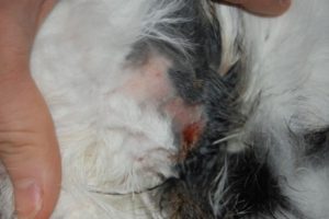 Abscesses – How to rabbit