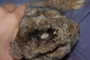 Abscesses – How to rabbit