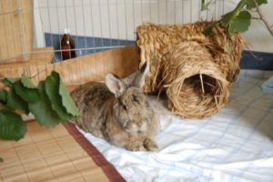 Abscesses β How to rabbit