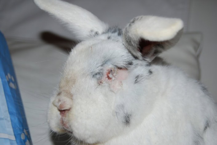 Abscesses – How to rabbit