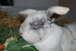 Abscesses – How to rabbit