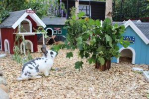 Colorful rabbit hutch setup with bunny in outdoor garden, perfect for rabbit care and enclosure ideas.