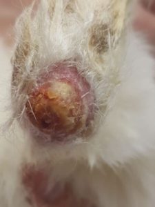 Sore hocks in Rabbits – How to rabbit