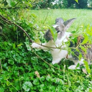 Rabbit jumping in green garden surrounded by foliage and plants.