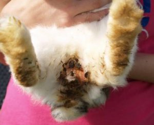 Adorable baby rabbit being gently held, showing its soft fur and tiny paws.