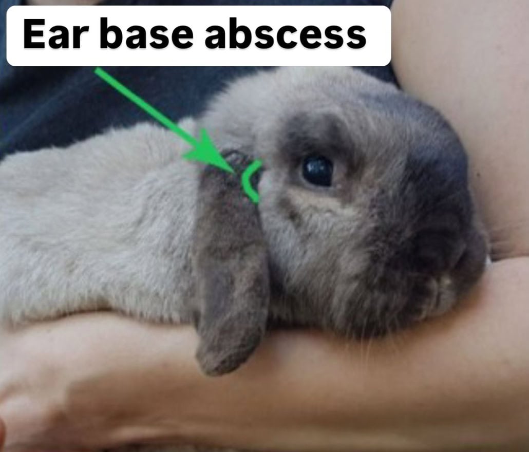 Infectious diseases – How to rabbit