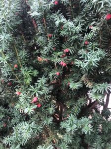 Fresh evergreen shrub with red berries, ideal for rabbit habitat enrichment and outdoor play areas.