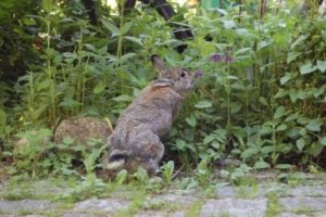 Small wild rabbit in garden with lush green plants and flowers.