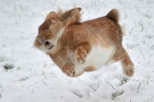 Fluffy brown bunny jumping in the snow, adorable rabbit outdoors in winter.