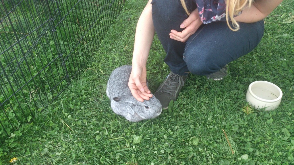 Playful rabbit being petted outdoors in a grassy area.