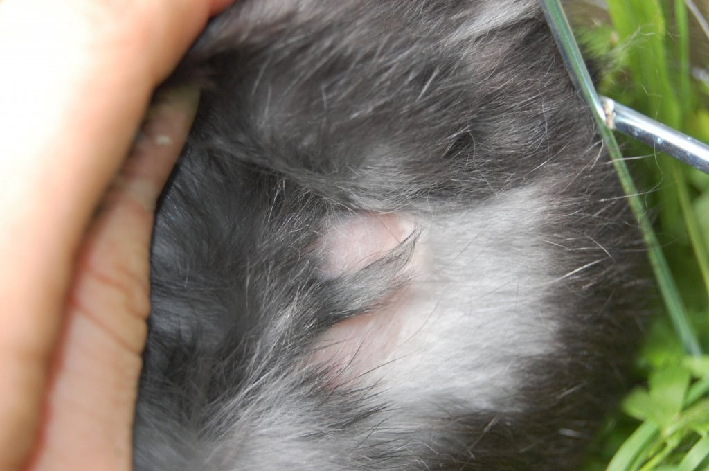 Sensitive rabbit skin area being examined, highlighting proper care and health monitoring.