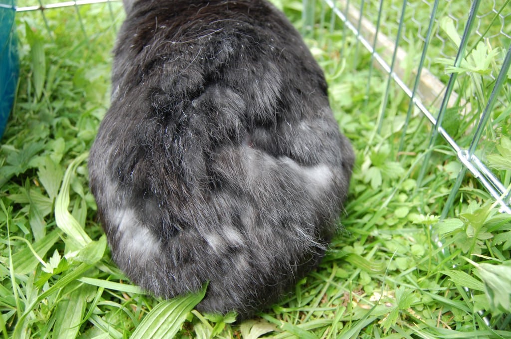 Adorable black and white rabbit from the back in a grassy garden setting.