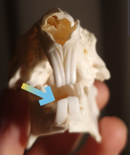 1. Small white rabbit-shaped chocolate with an arrow pointing to its paw, close-up image.