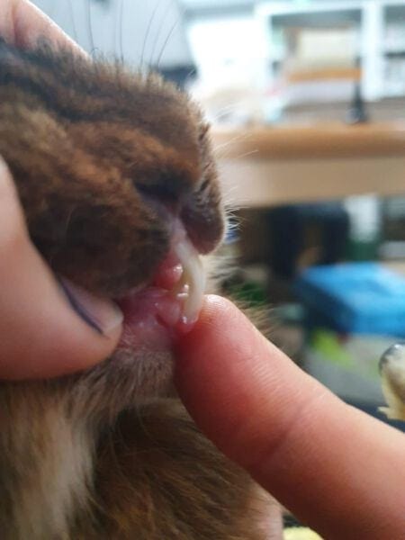 Little brown rabbit being gently examined by a person, showing care and handling tips for rabbits.