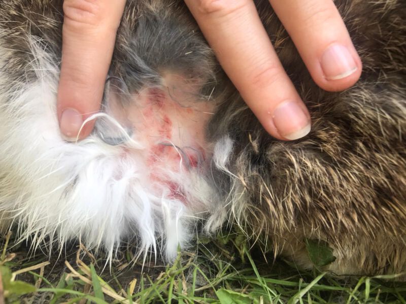 Open wound on rabbit's skin needing veterinary care.