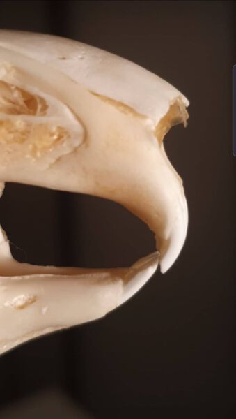 Sharp rabbit skull showing prominent teeth and jaw structure.