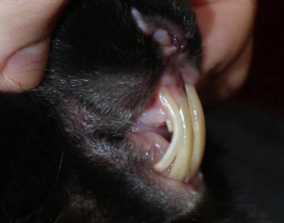 Black rabbit with dental care, close-up of mouth and teeth, pet health tips, how to rabbit instructional guide, pet care essentials.