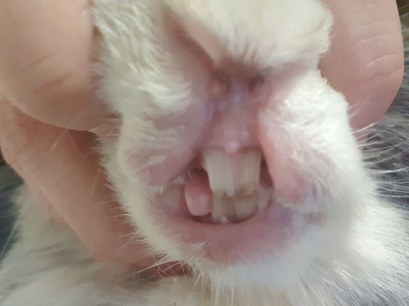 Small rabbit's smiling face showing teeth and nose, close-up for rabbit care and grooming tips.