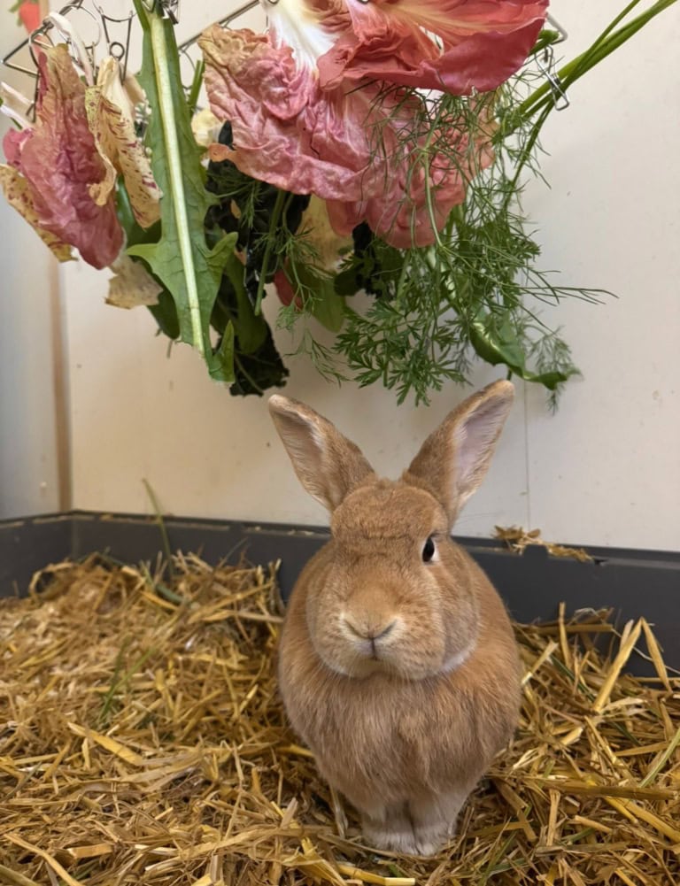 Rabbit Litter Training Guide: Why Your Rabbit Is Peeing Everywhere (and ...