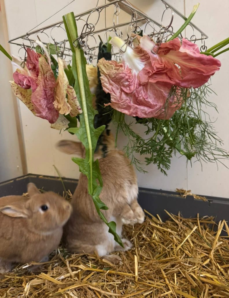 Fresh hay and flowers for rabbits to enjoy on a cozy habitat.