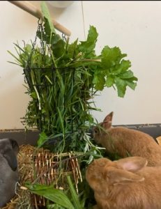 Fresh leafy greens for rabbits, showcasing natural feeding and habitat. Perfect for rabbit care and diet.