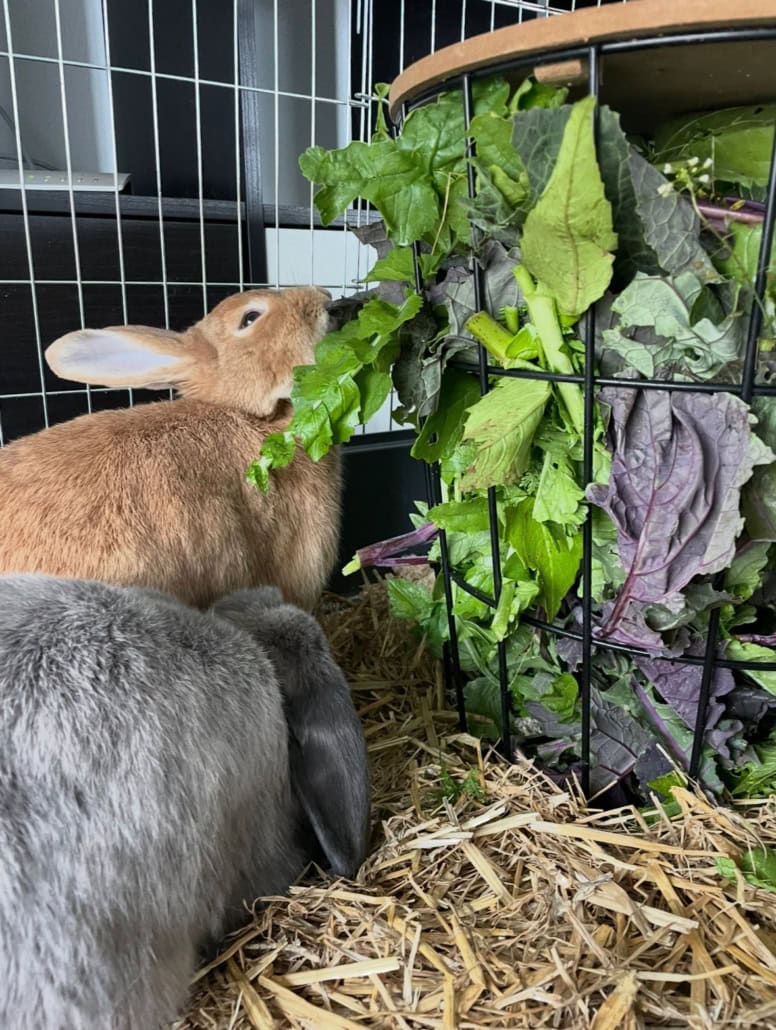1. Bunny eating fresh leafy greens in a cozy cage setup.
