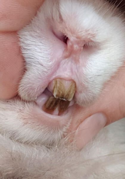 A close-up of a rabbit's mouth showing its teeth and gums, helpful for understanding rabbit dental care.