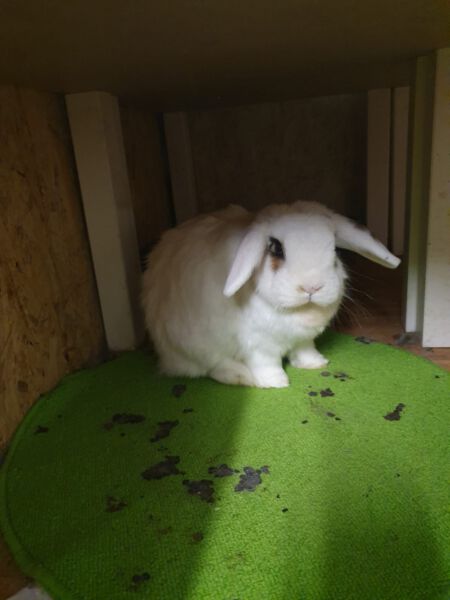 White pet rabbit in indoor hutch on green mat with droppings, easy care pet rabbit.
