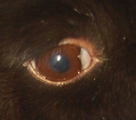 Close-up of a rabbit's eye showcasing health and care tips.