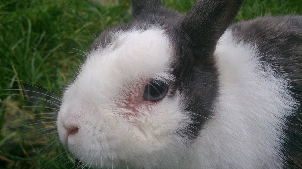 Black and white rabbit outdoors, close-up of adorable bunny for rabbit care tips.