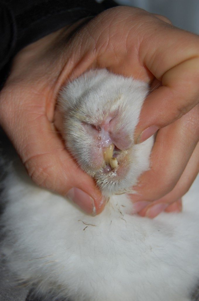 Small rabbit being gently examined, showing caring pet handling for rabbit health.