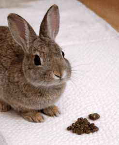 Adorable pet rabbit sitting on white textured surface with food pellets nearby.