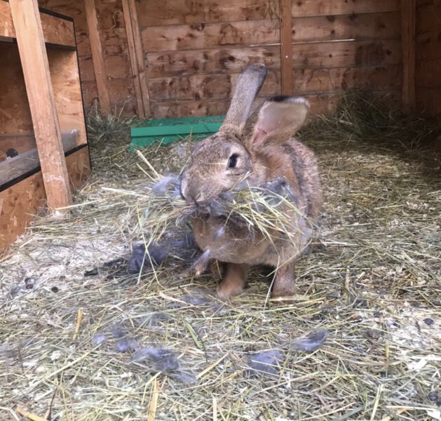 Rabbit eating hay in a wooden hutch, promoting healthy digestion.