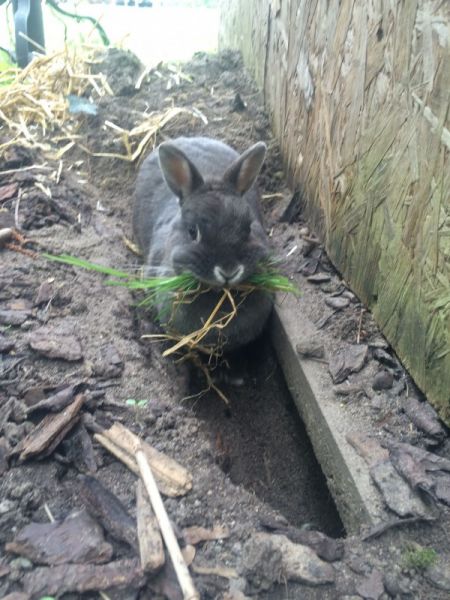 Rabbit digging in the ground near a wooden fence.