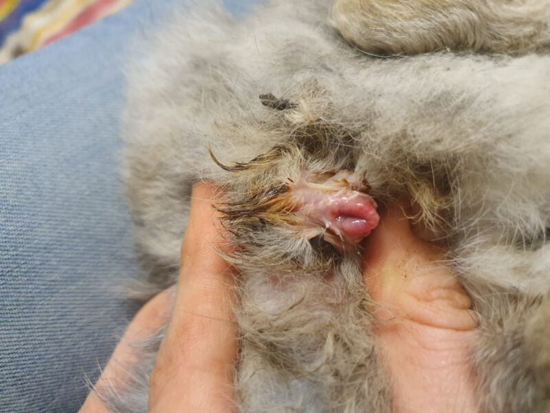 Close-up of a rabbit with a visible hormonal disorder affecting the genital area.