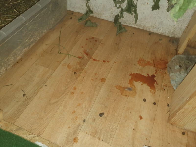 Rabbit with bloodstains on the floor indicating hormonal disorder symptoms.