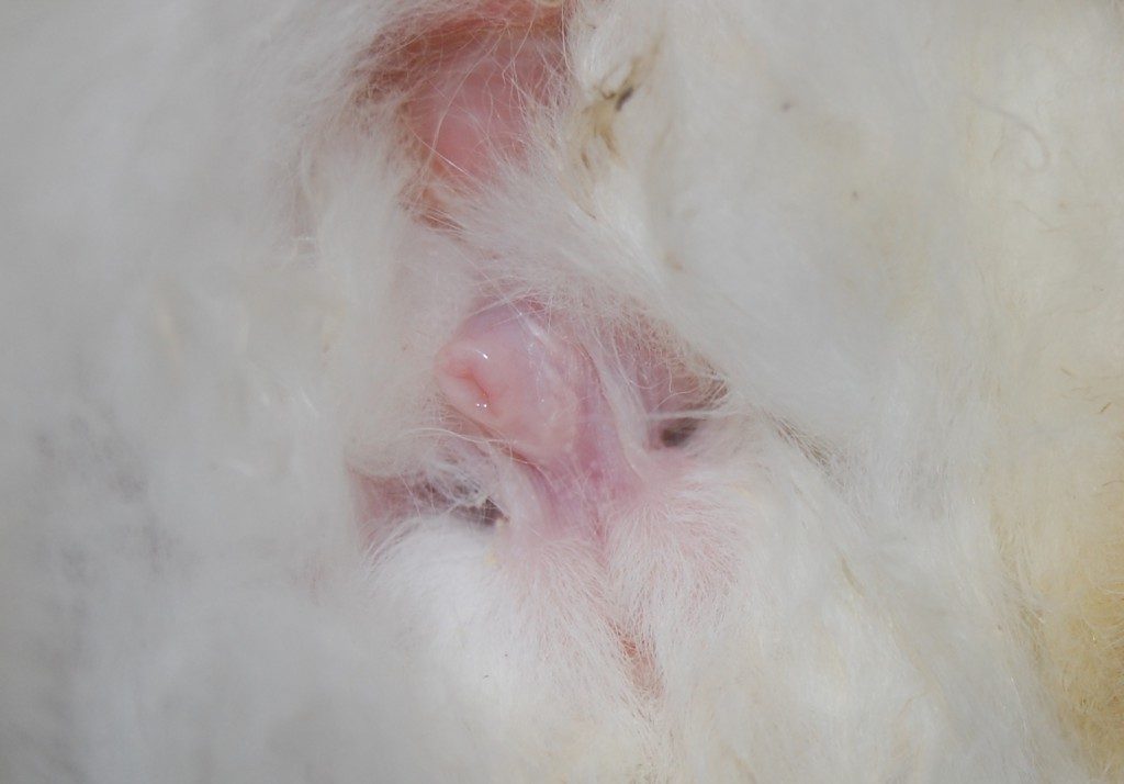 Close-up of rabbit ear showing signs of hormonal disorder.